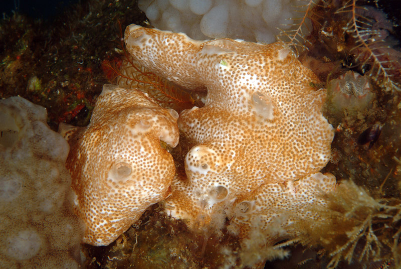 Styela plicata